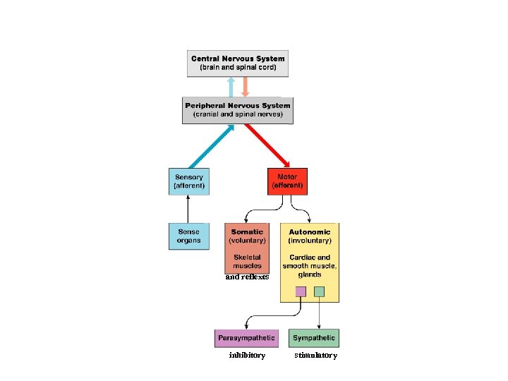 Organization of the Nervous System and reflexes inhibitory stimulatory 