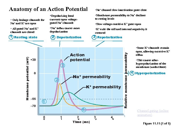 Anatomy of an Action Potential • Na+ channel slow inactivation gates close • Only