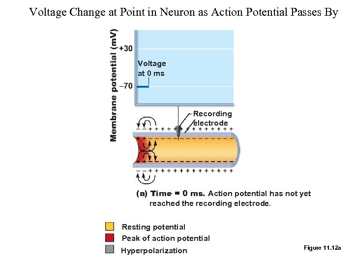 Voltage Change at Point in Neuron as Action Potential Passes By Voltage at 0