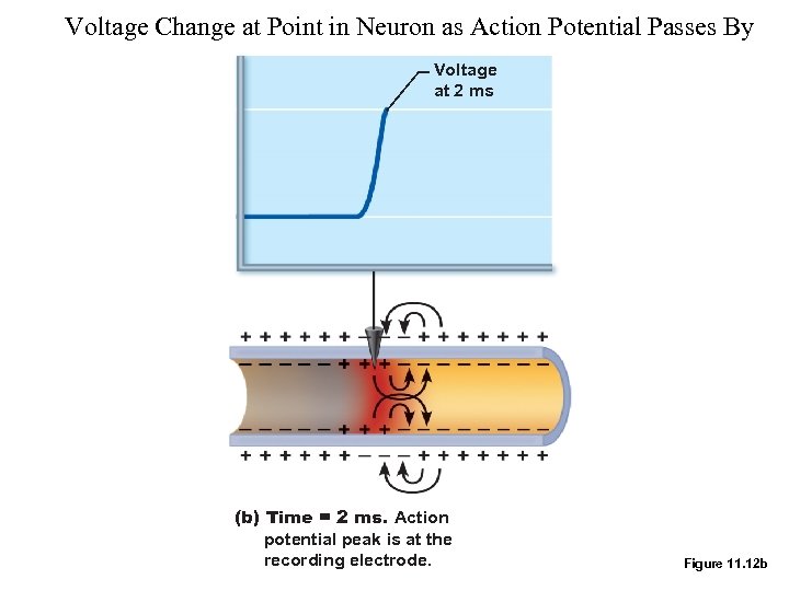 Voltage Change at Point in Neuron as Action Potential Passes By Voltage at 2