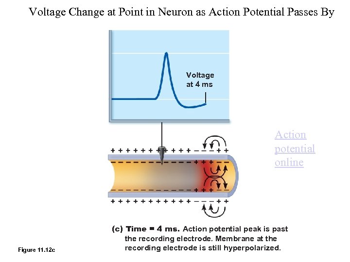 Voltage Change at Point in Neuron as Action Potential Passes By Voltage at 4