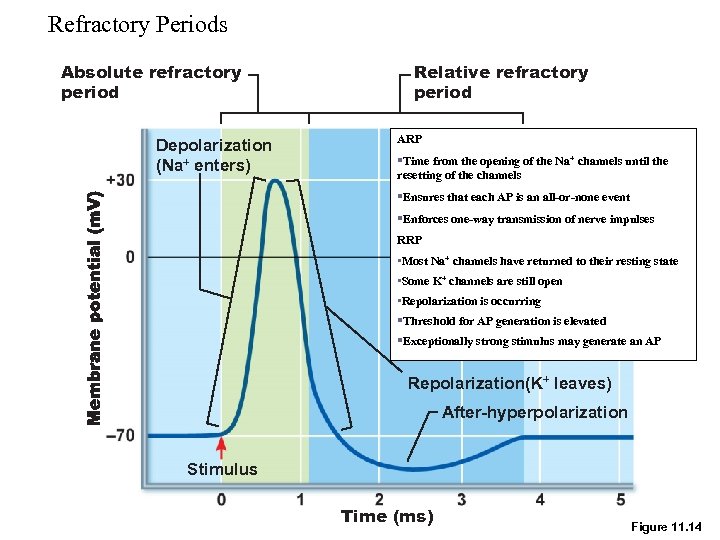 Refractory Periods Absolute refractory period Depolarization (Na+ enters) Relative refractory period ARP §Time from