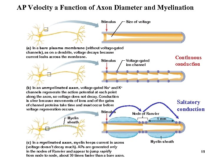 AP Velocity a Function of Axon Diameter and Myelination Stimulus Size of voltage (a)