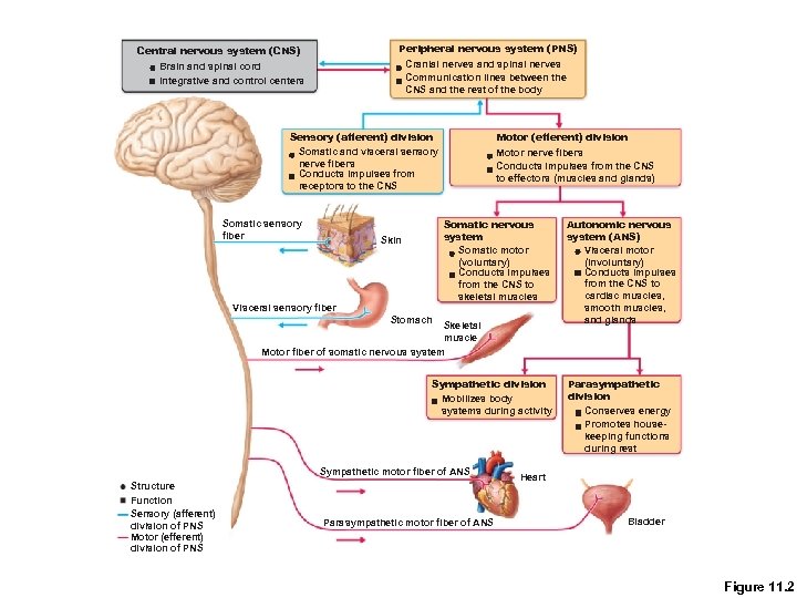 Peripheral nervous system (PNS) Central nervous system (CNS) Cranial nerves and spinal nerves Communication