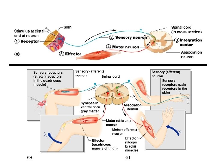 The Reflex Arc 