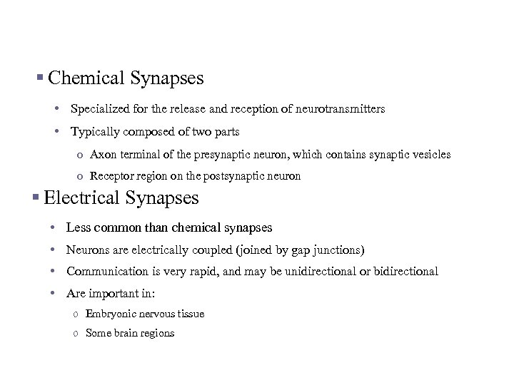 Two Kinds of Synapses § Chemical Synapses • Specialized for the release and reception