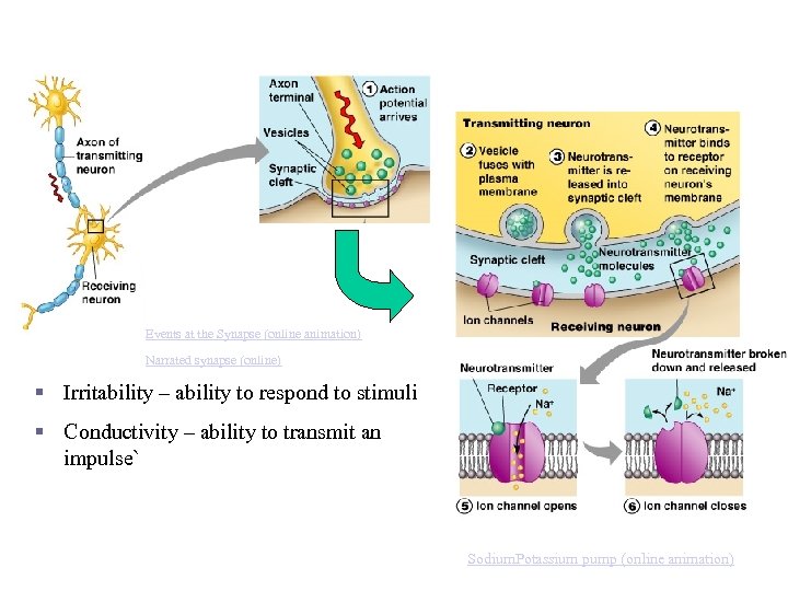 How Neurons Communicate at Synapses Events at the Synapse (online animation) Narrated synapse (online)