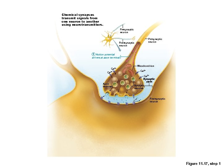 Chemical synapses transmit signals from one neuron to another using neurotransmitters. Presynaptic neuron Postsynaptic