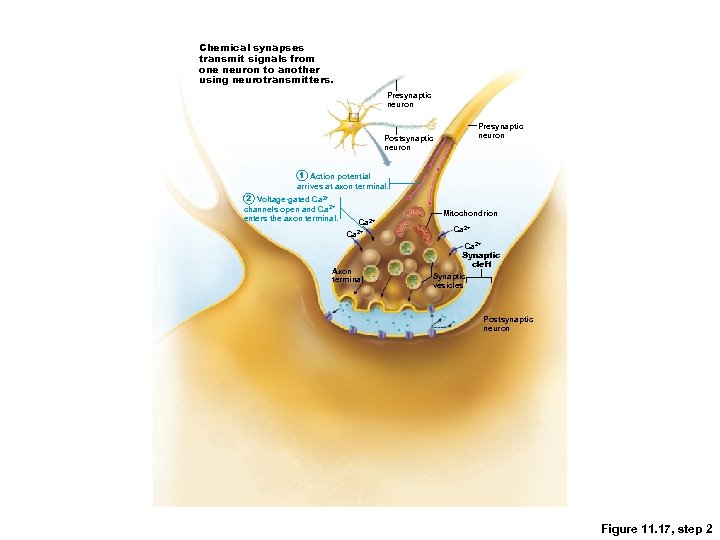 Chemical synapses transmit signals from one neuron to another using neurotransmitters. Presynaptic neuron Postsynaptic