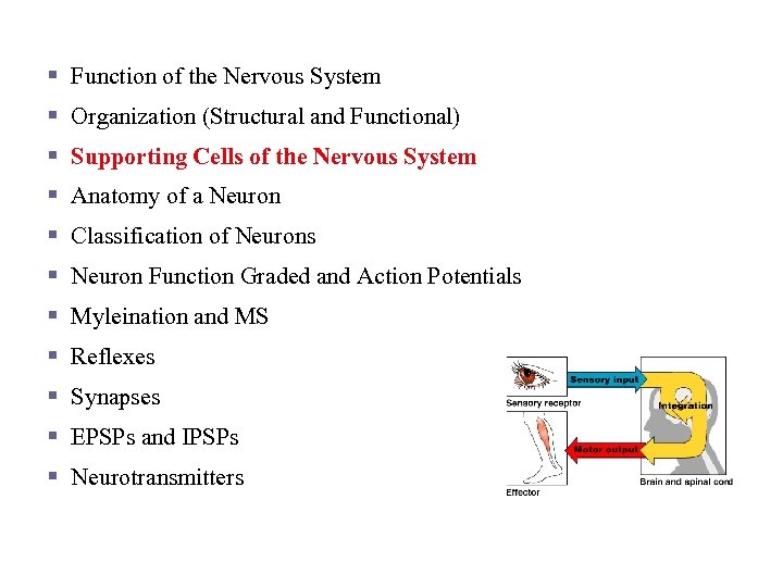 Nervous Tissue and Function § Function of the Nervous System § Organization (Structural and