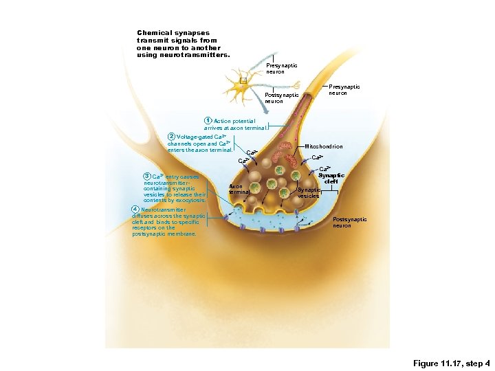 Chemical synapses transmit signals from one neuron to another using neurotransmitters. Presynaptic neuron Postsynaptic