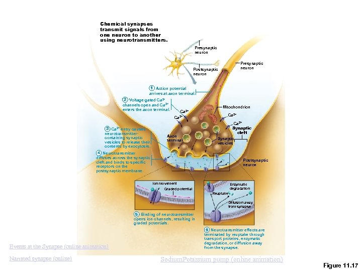 Chemical synapses transmit signals from one neuron to another using neurotransmitters. Presynaptic neuron Postsynaptic