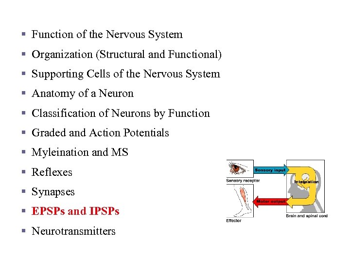 Nervous Tissue and Function § Function of the Nervous System § Organization (Structural and