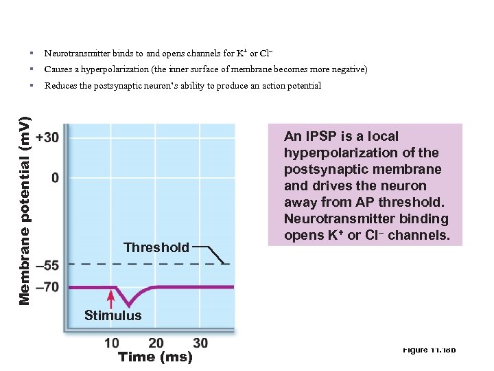 Inhibitory Synapses and Inhibitory Postsynaptic Potential (IPSPs ) Neurotransmitter binds to and opens channels