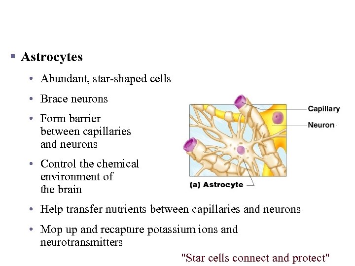 Nervous Tissue: Support Cells (Neuroglia) § Astrocytes • Abundant, star-shaped cells • Brace neurons