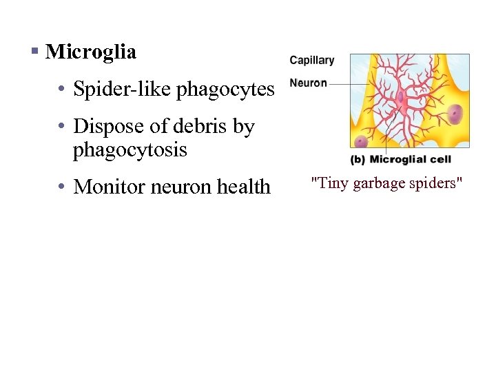 Nervous Tissue: Support Cells § Microglia • Spider-like phagocytes • Dispose of debris by