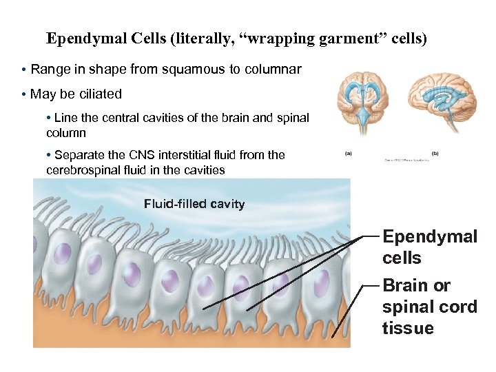 Ependymal Cells (literally, “wrapping garment” cells) • Range in shape from squamous to columnar