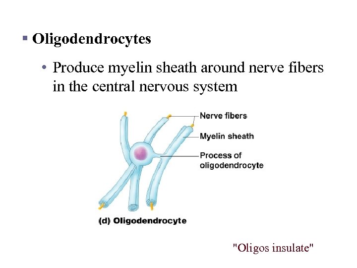 Nervous Tissue: Support Cells § Oligodendrocytes • Produce myelin sheath around nerve fibers in