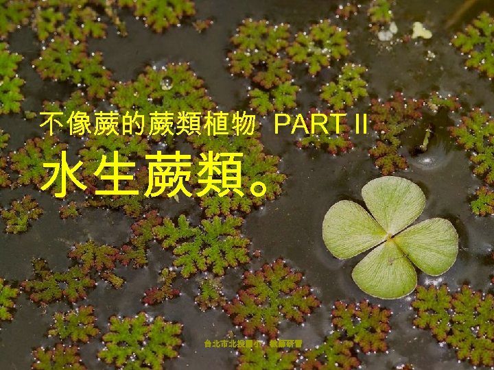 不像蕨的蕨類植物 PART II 水生蕨類。 台北市北投國小 教師研習 