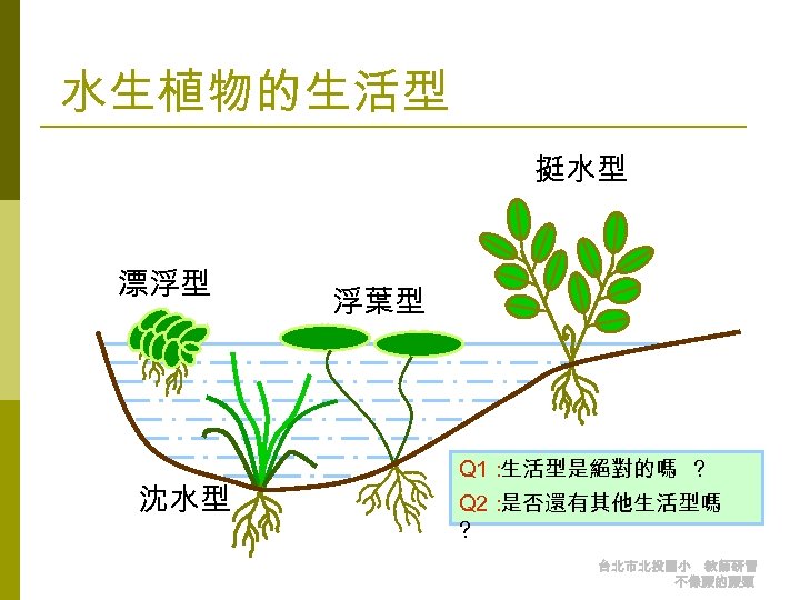 水生植物的生活型 挺水型 漂浮型 沈水型 浮葉型 Q 1： 生活型是絕對的嗎 ? Q 2： 是否還有其他生活型嗎 ? 台北市北投國小