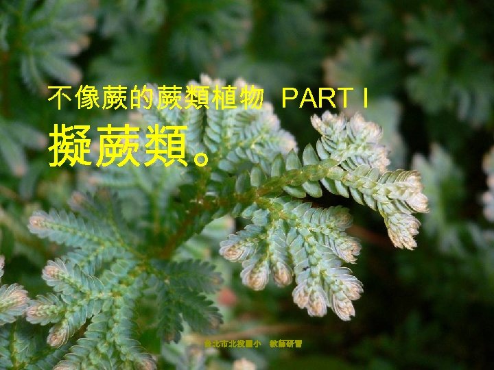 不像蕨的蕨類植物 PART I 擬蕨類。 台北市北投國小 教師研習 