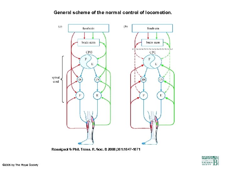 General scheme of the normal control of locomotion. Rossignol S Phil. Trans. R. Soc.