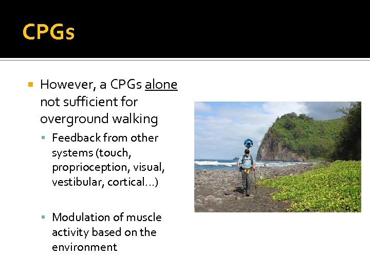 CPGs However, a CPGs alone not sufficient for overground walking Feedback from other systems