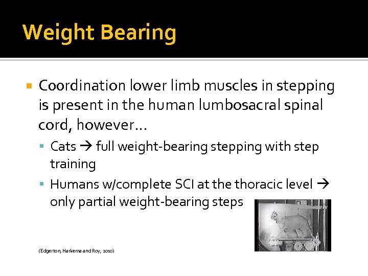 Weight Bearing C 00 rdination lower limb muscles in stepping is present in the