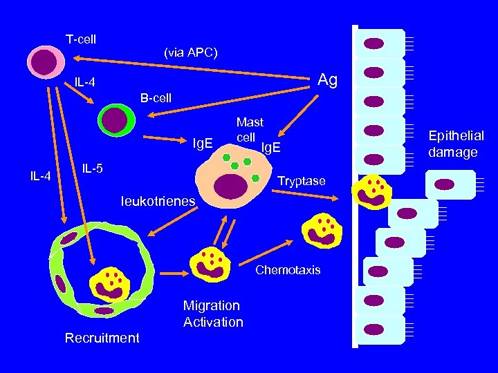 T-cell (via APC) Ag IL-4 B-cell Ig. E IL-4 Mast cell IL-5 Ig. E