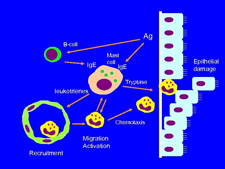 Ag B-cell Ig. E Mast cell Ig. E Tryptase leukotrienes Chemotaxis Migration Activation Recruitment