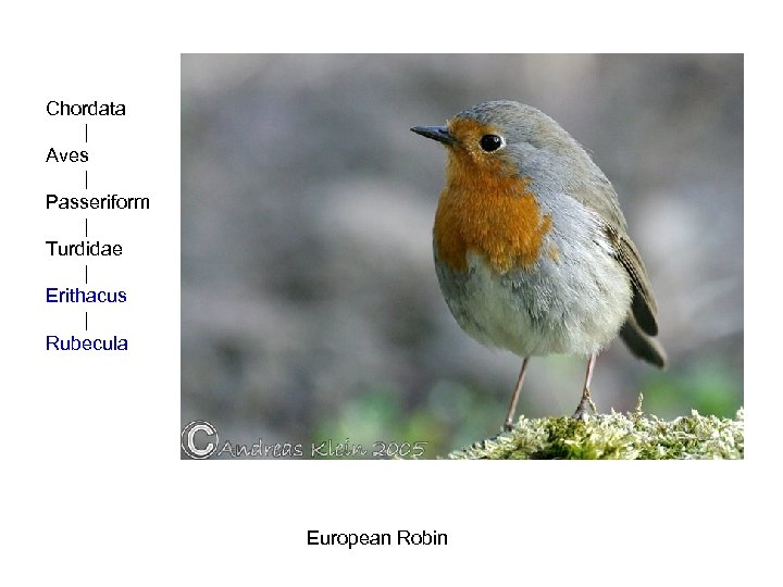 Chordata | Aves | Passeriform | Turdidae | Erithacus | Rubecula European Robin 