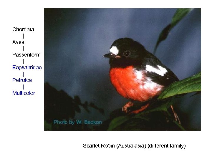 Chordata | Aves | Passeriform | Eopsaltridae | Petroica | Multicolor Scarlet Robin (Australasia)