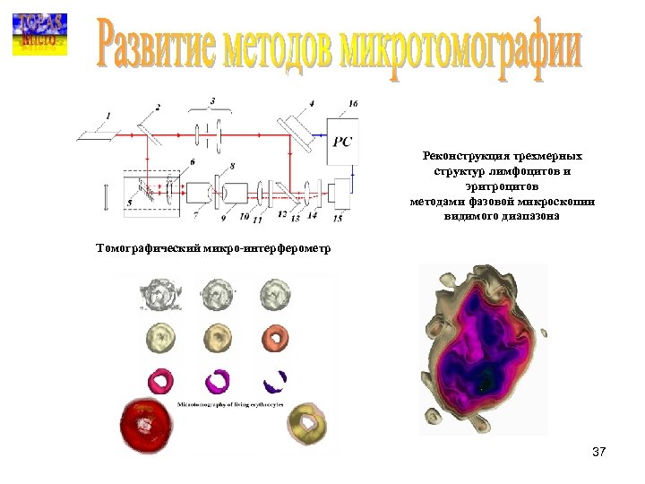 Реконструкция трехмерных структур лимфоцитов и эритроцитов методами фазовой микроскопии видимого диапазона Томографический микро-интерферометр 37