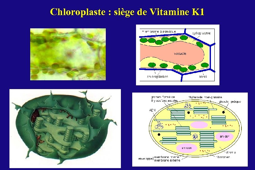 Chloroplaste : siège de Vitamine K 1 