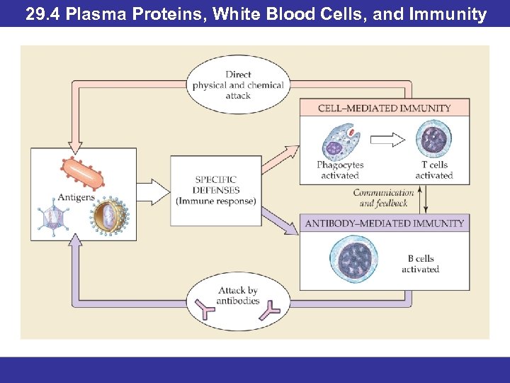 29. 4 Plasma Proteins, White Blood Cells, and Immunity 