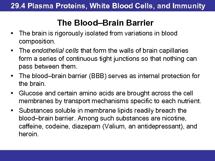 29. 4 Plasma Proteins, White Blood Cells, and Immunity The Blood–Brain Barrier • The