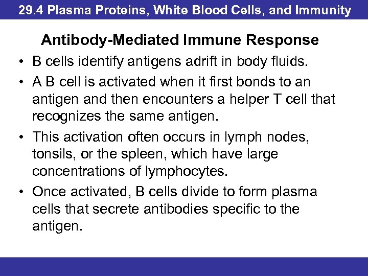 29. 4 Plasma Proteins, White Blood Cells, and Immunity Antibody-Mediated Immune Response • B