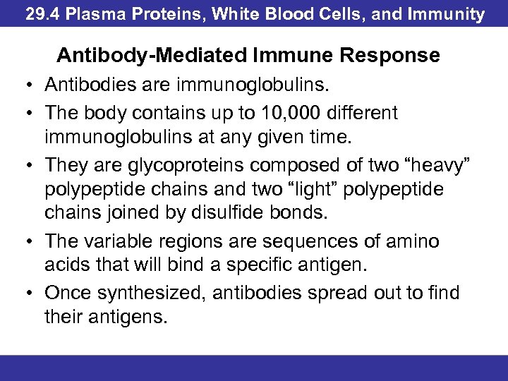 29. 4 Plasma Proteins, White Blood Cells, and Immunity Antibody-Mediated Immune Response • Antibodies