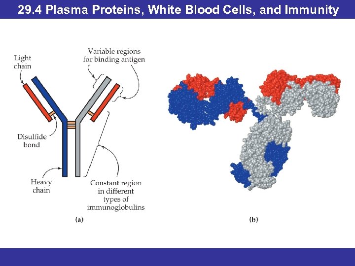 29. 4 Plasma Proteins, White Blood Cells, and Immunity 