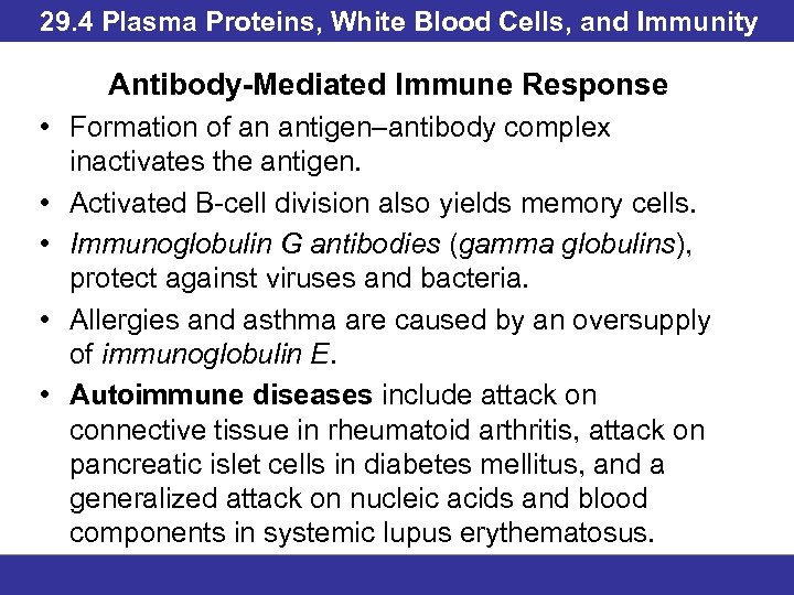 29. 4 Plasma Proteins, White Blood Cells, and Immunity Antibody-Mediated Immune Response • Formation