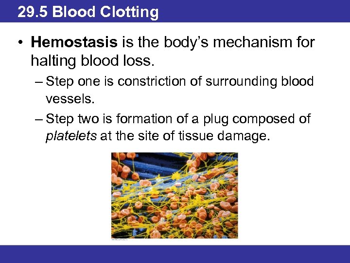 29. 5 Blood Clotting • Hemostasis is the body’s mechanism for halting blood loss.