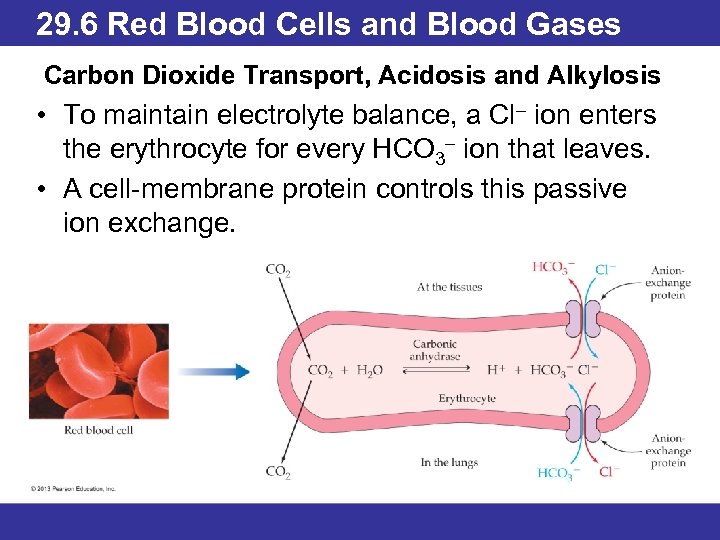 29. 6 Red Blood Cells and Blood Gases Carbon Dioxide Transport, Acidosis and Alkylosis