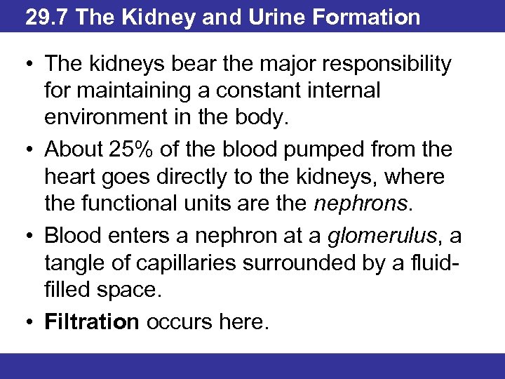 29. 7 The Kidney and Urine Formation • The kidneys bear the major responsibility