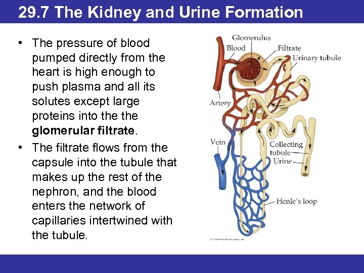 29. 7 The Kidney and Urine Formation • The pressure of blood pumped directly