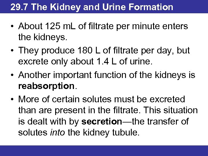 29. 7 The Kidney and Urine Formation • About 125 m. L of filtrate