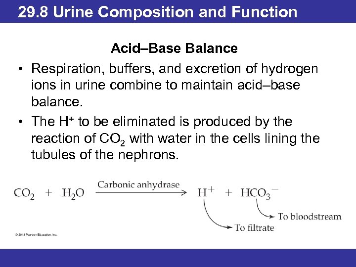 29. 8 Urine Composition and Function Acid–Base Balance • Respiration, buffers, and excretion of