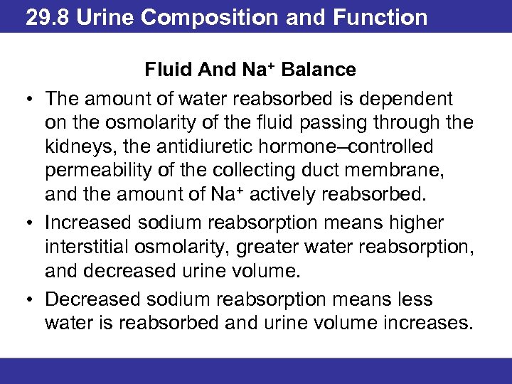 29. 8 Urine Composition and Function Fluid And Na+ Balance • The amount of