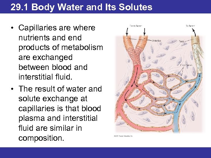 29. 1 Body Water and Its Solutes • Capillaries are where nutrients and end