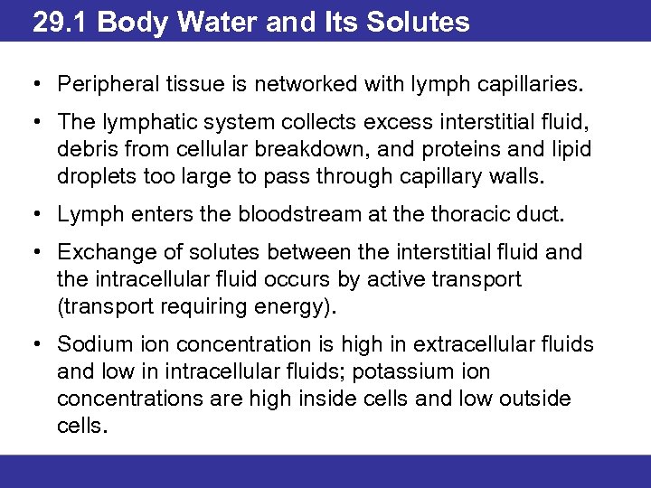 29. 1 Body Water and Its Solutes • Peripheral tissue is networked with lymph