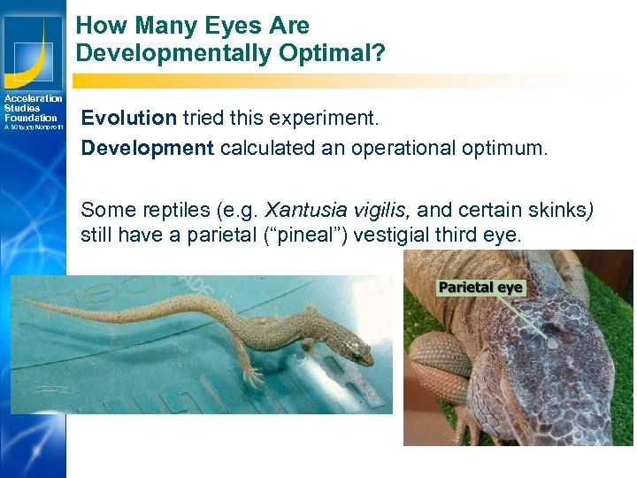 How Many Eyes Are Developmentally Optimal? Acceleration Studies Foundation A 501(c)(3) Nonprofit Evolution tried